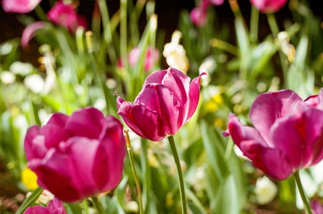 Pink Tulips
