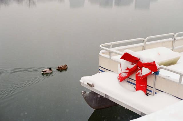 Winter Ducks