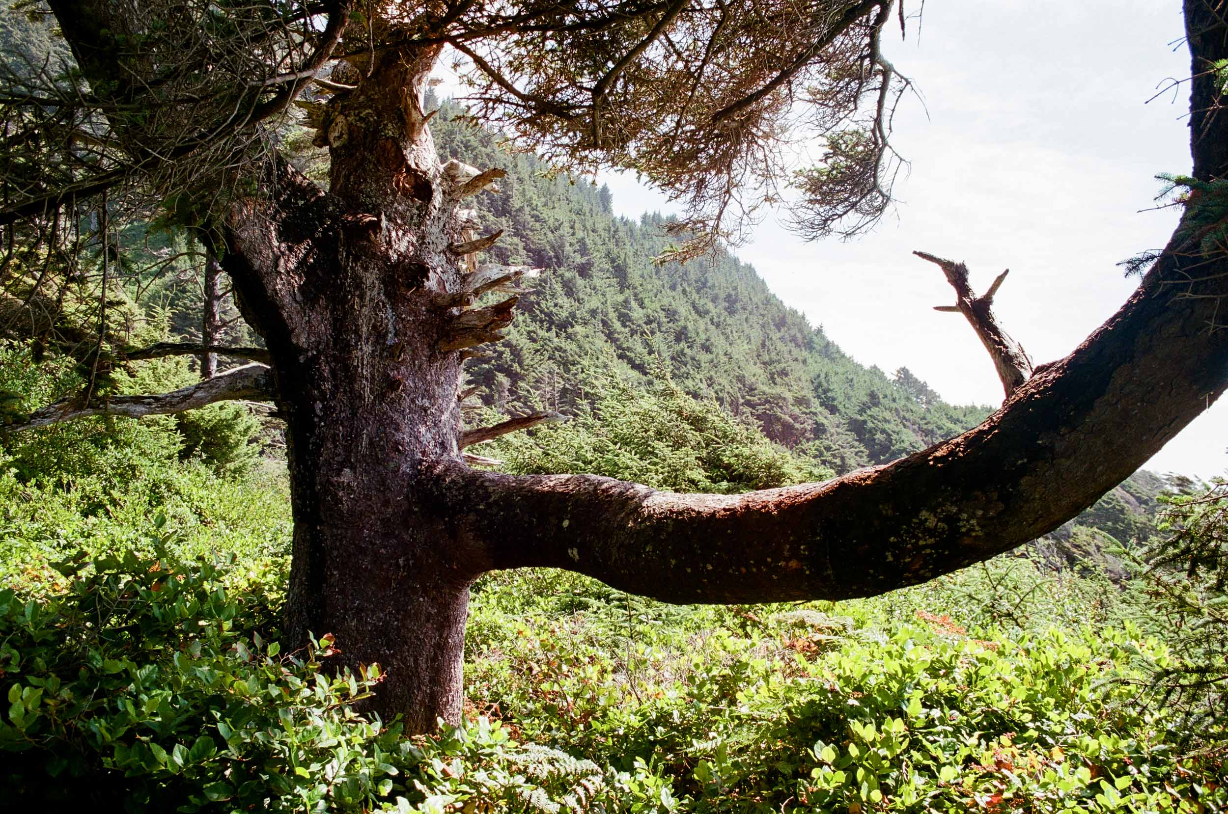 Cape Perpetua 8