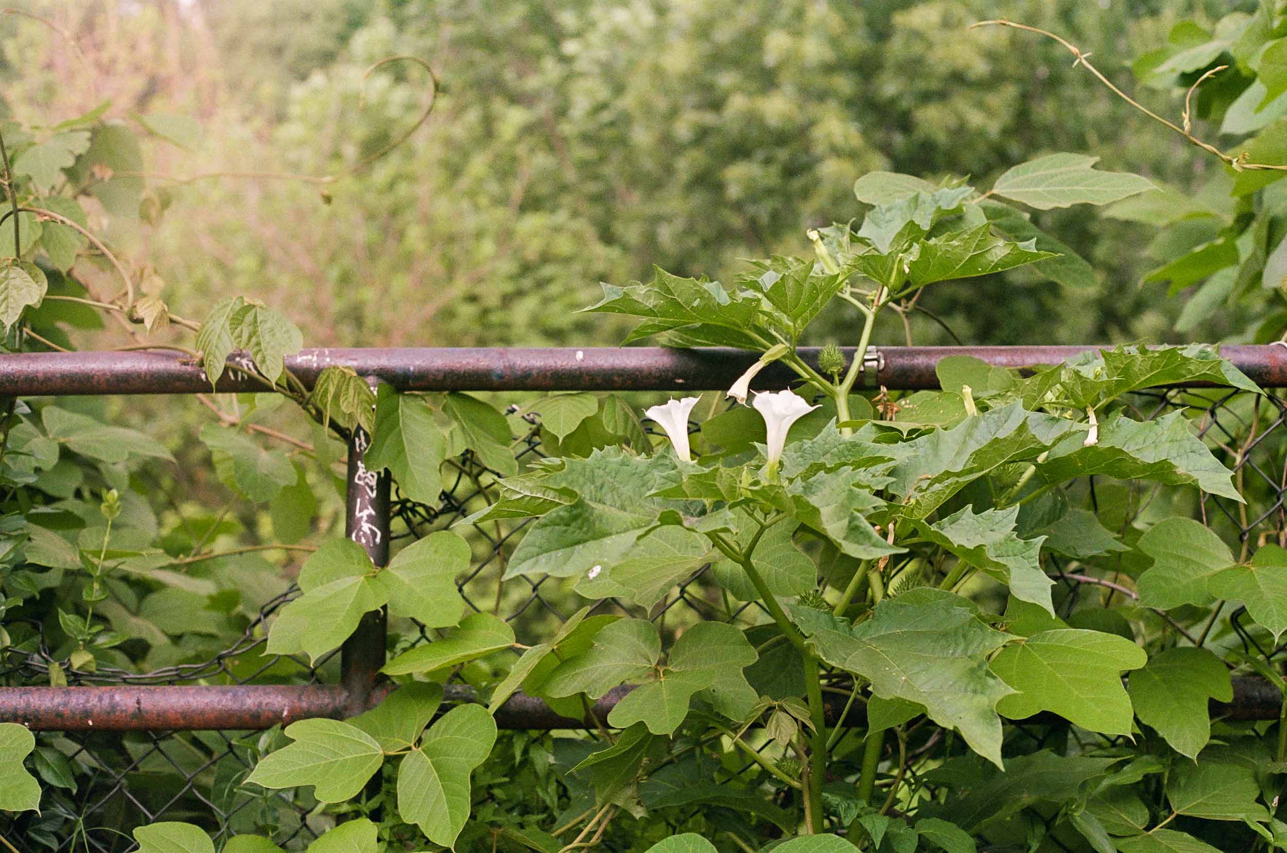 Moonflower