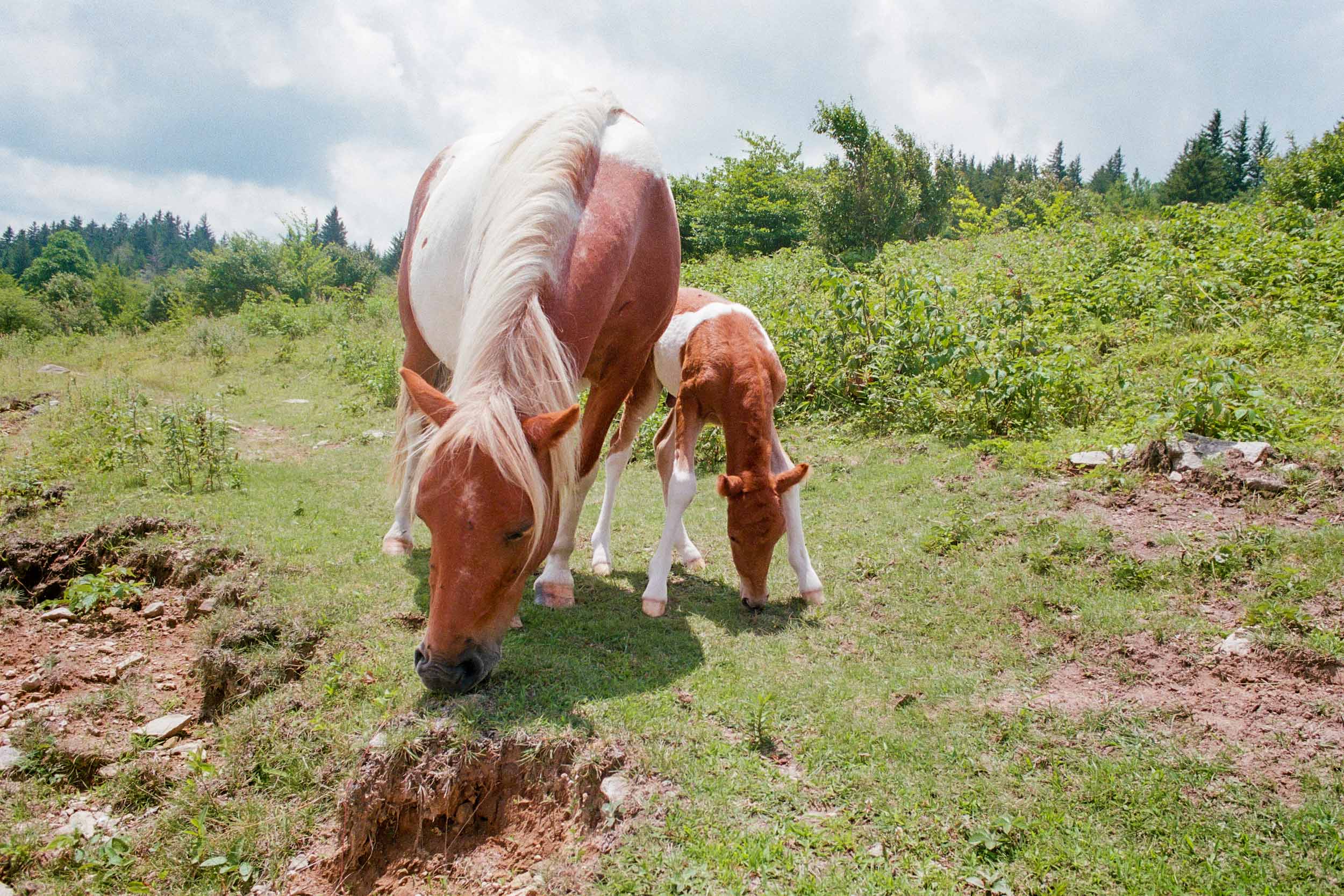 Highland Horses 2