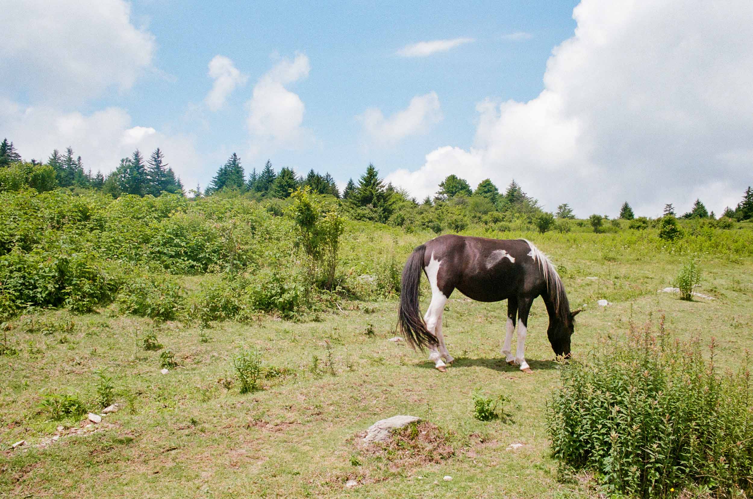 Highland Horses 3