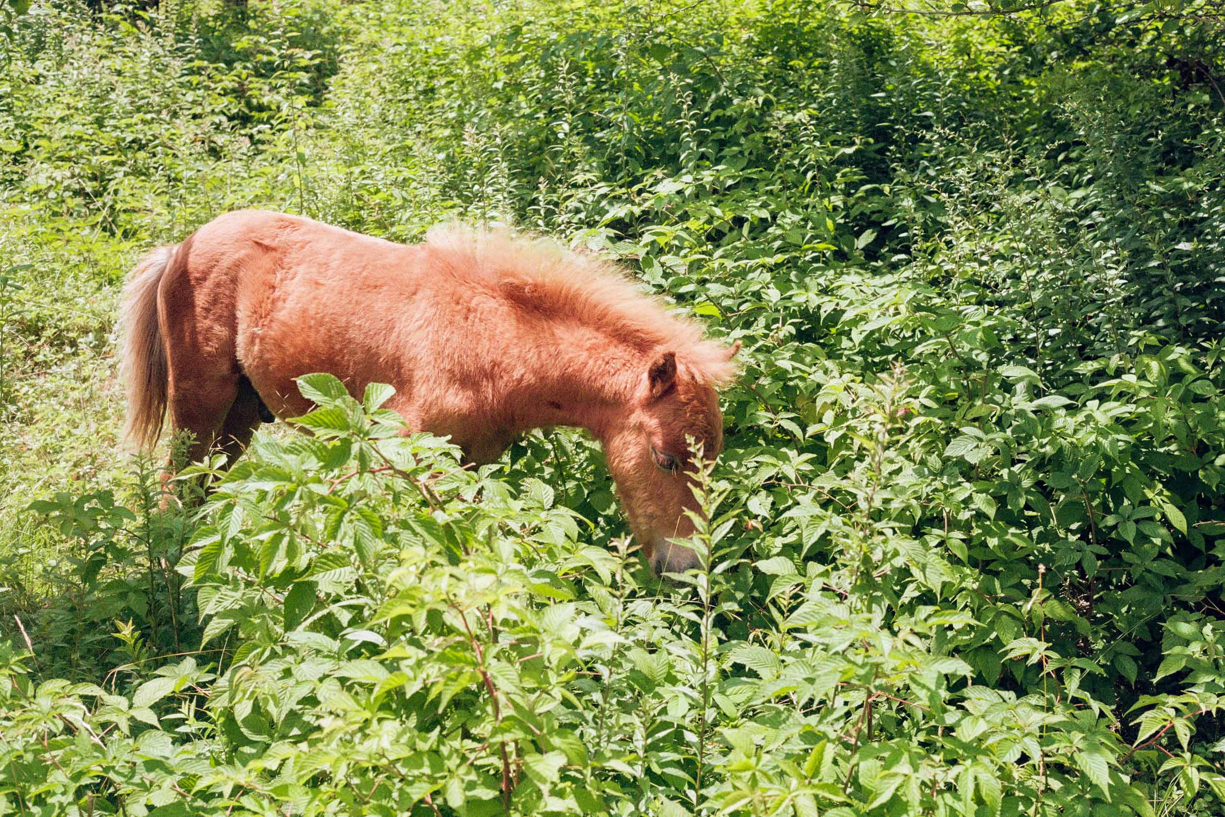 Highland Horses 4