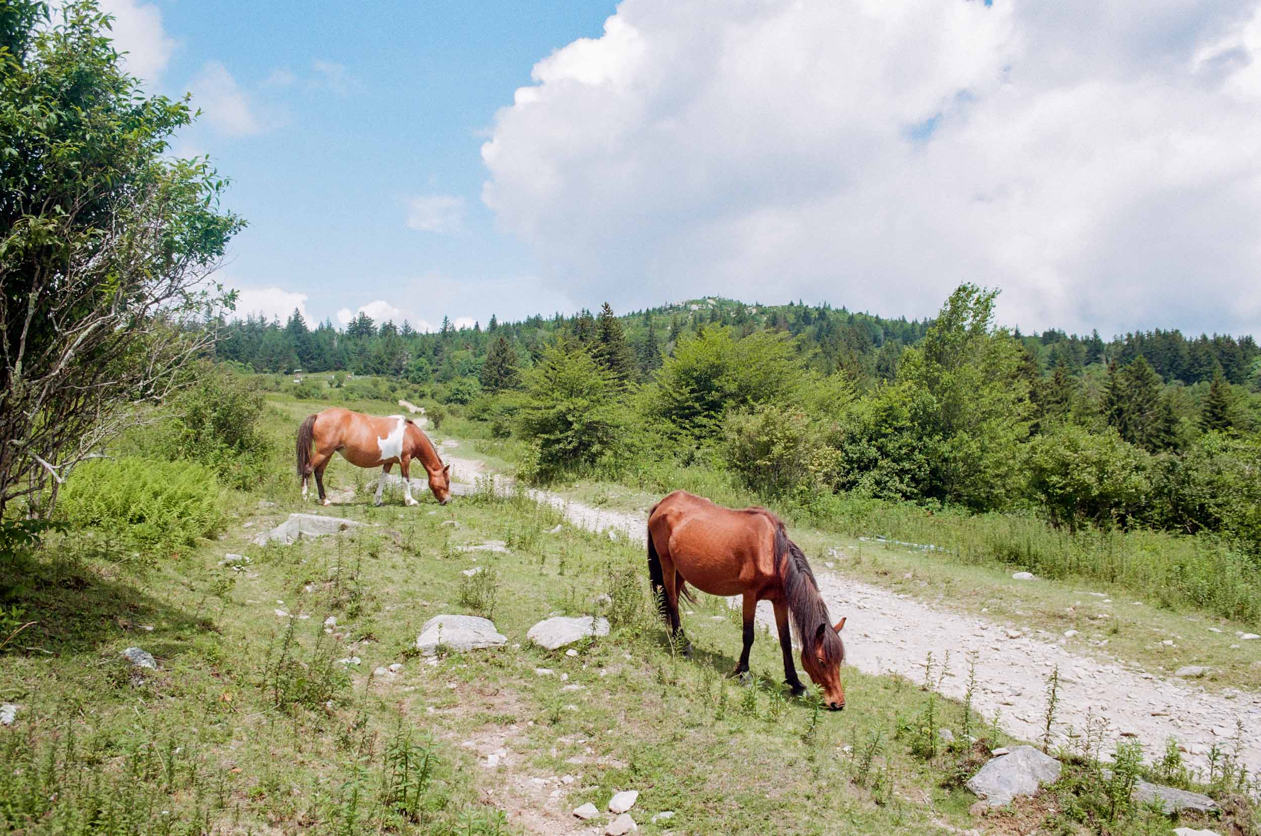 Highland Horses 6