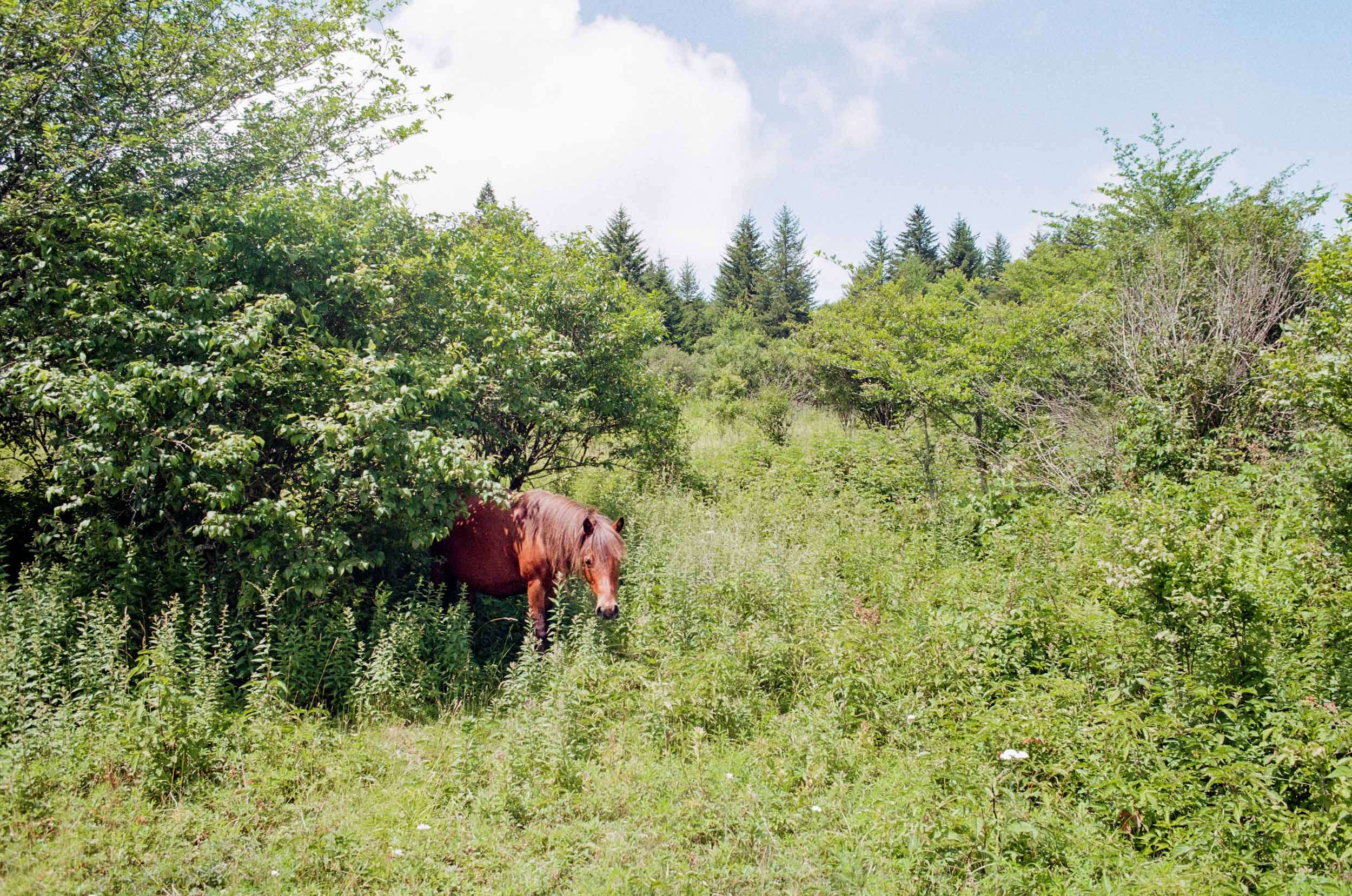 Highland Horses 7