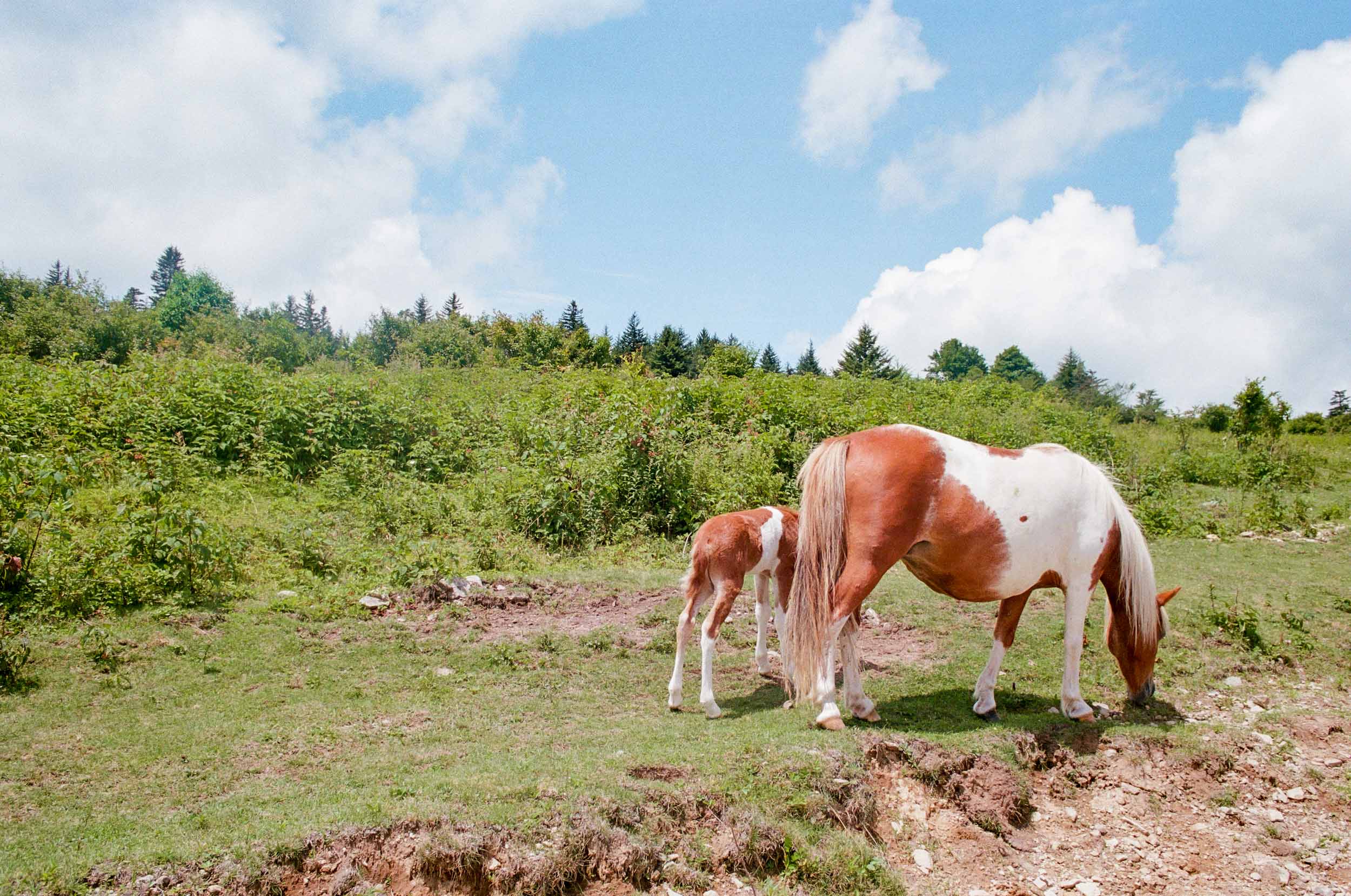 Highland Horses 8