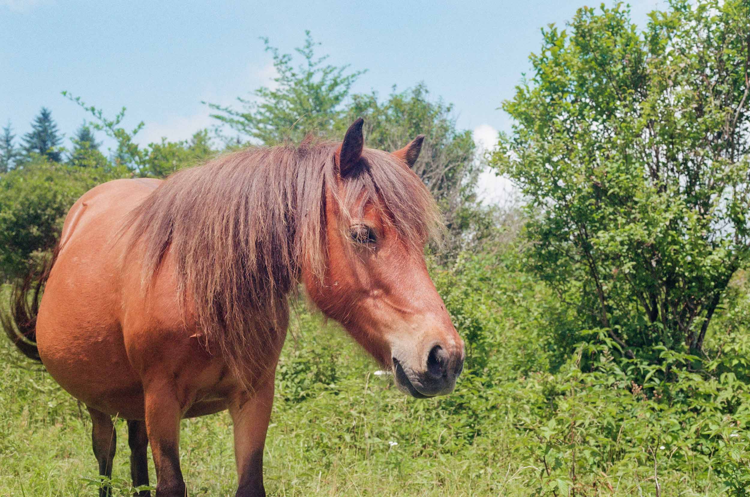 Highland Horses 9