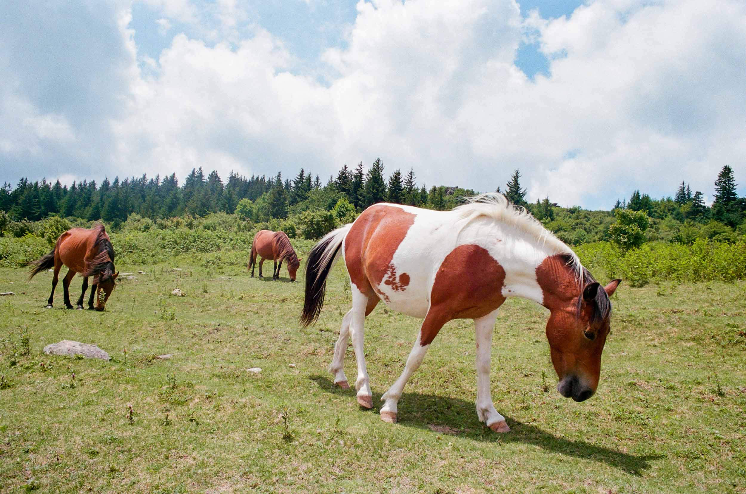 Highland Horses 10