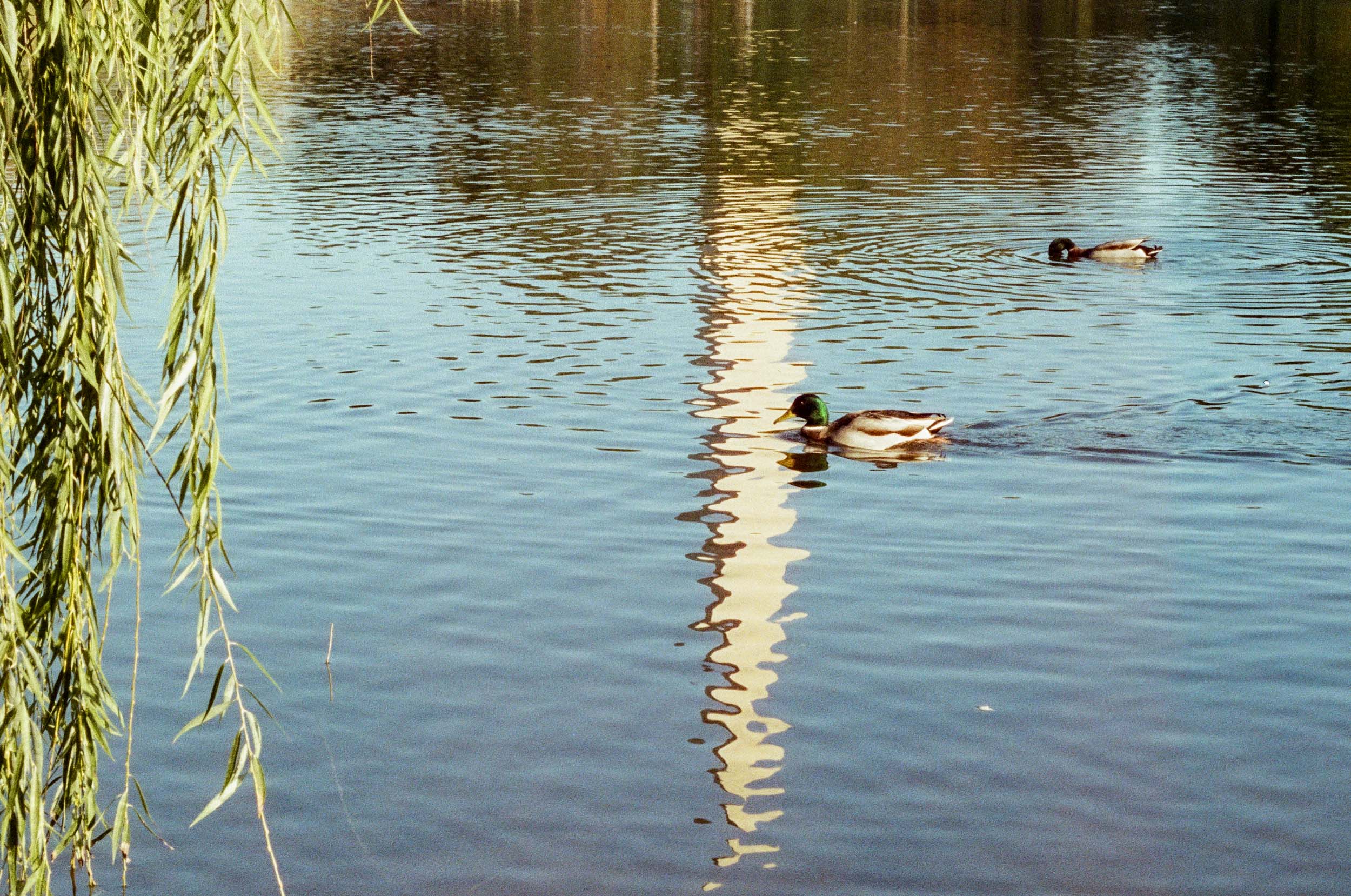 DC Ducks