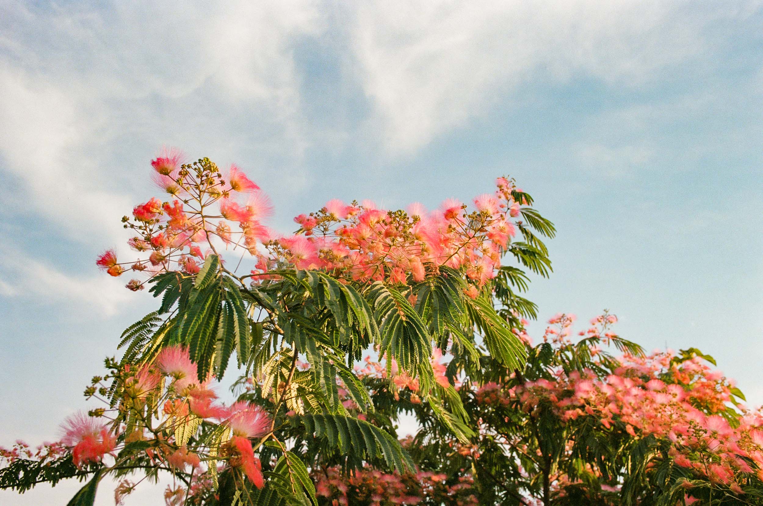 Pink Canopy