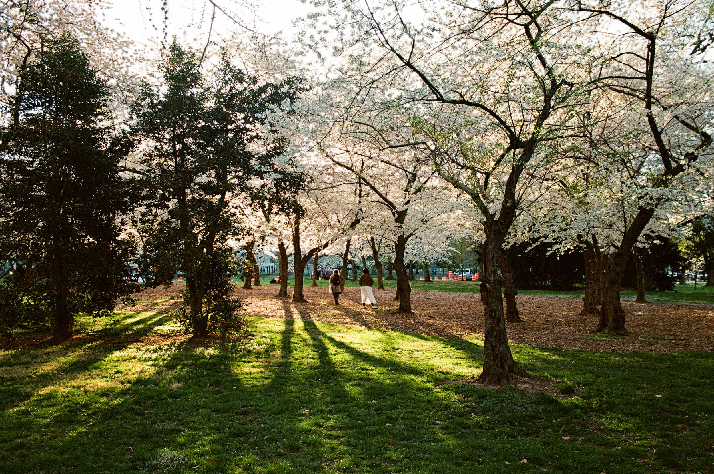 Blossom Walk
