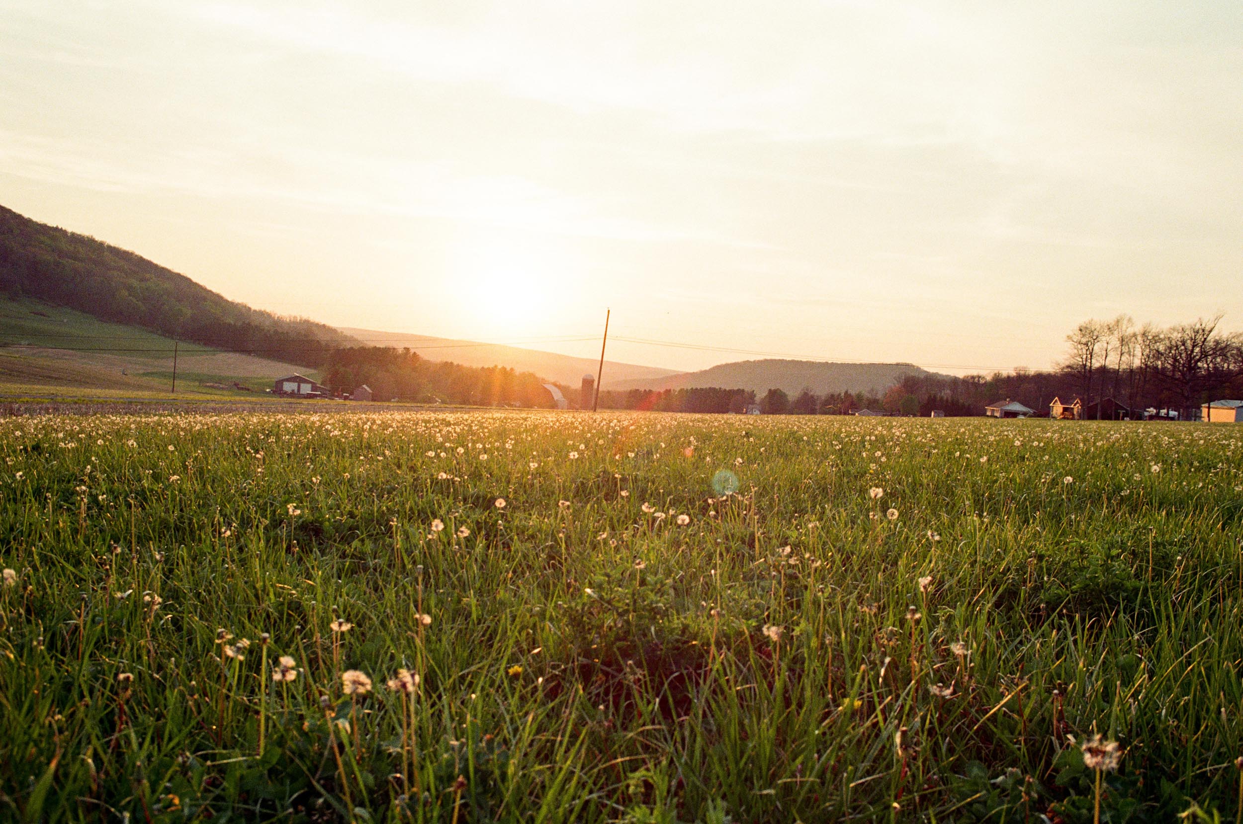 Dandelions