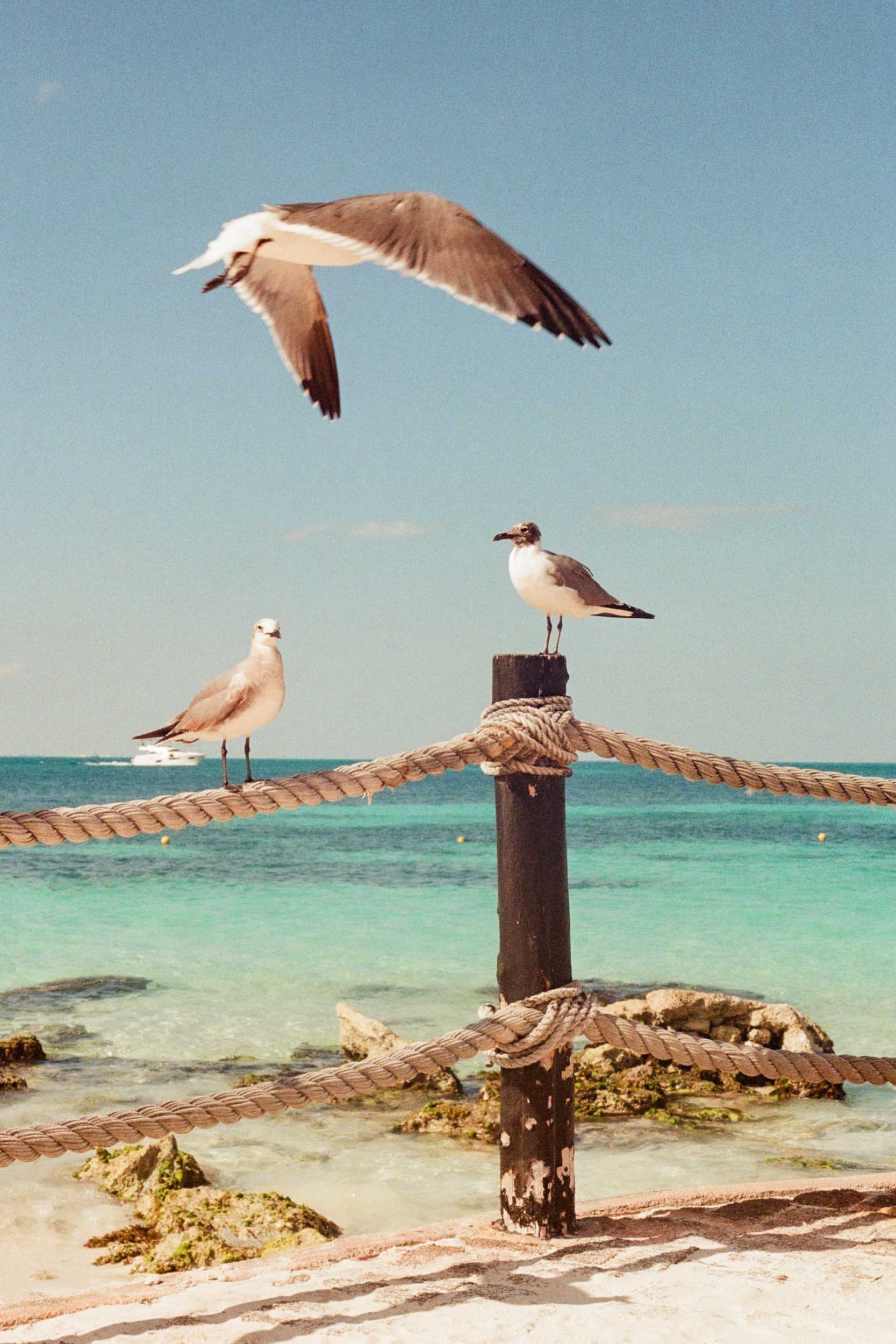 Beach Birds