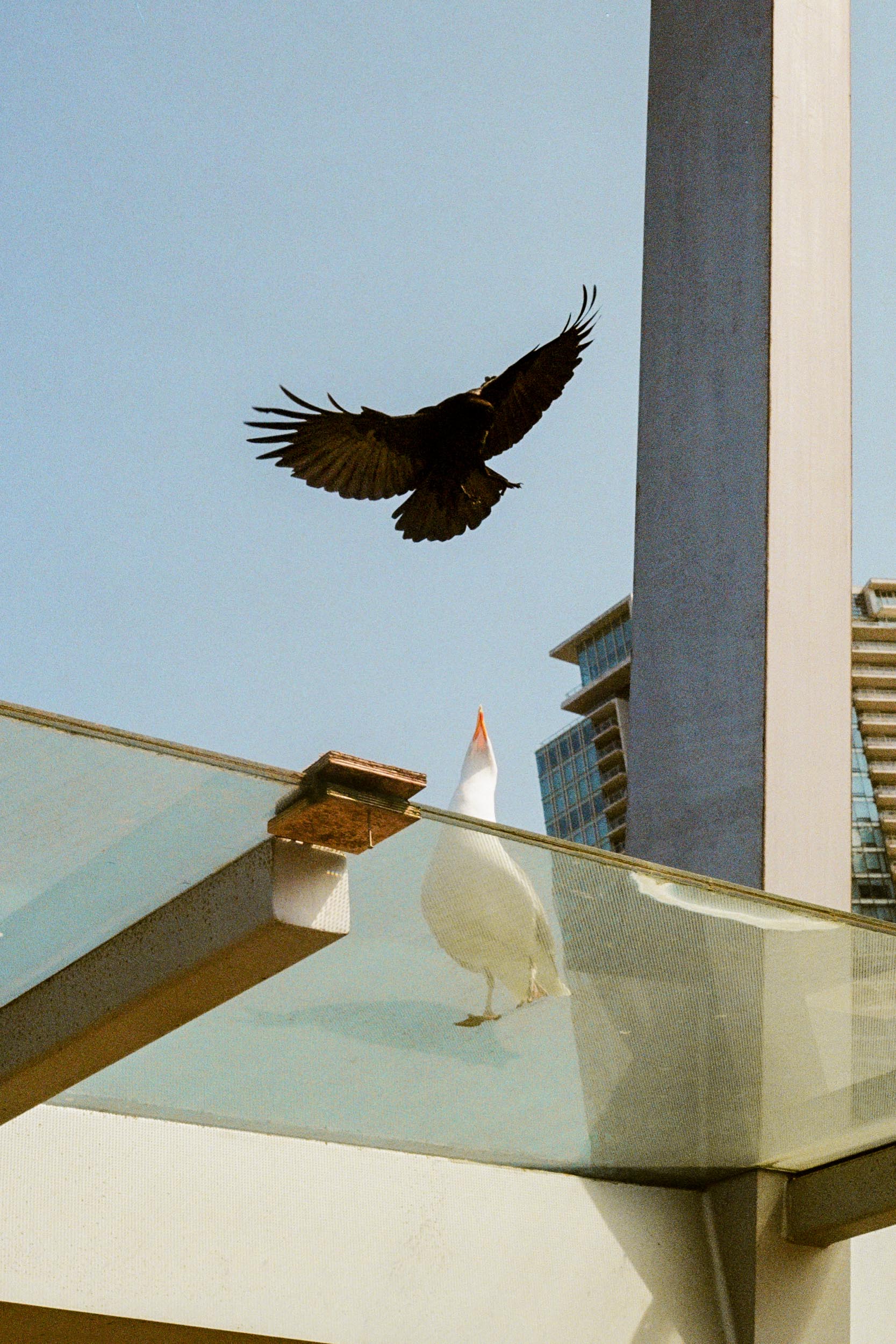 Swooping In