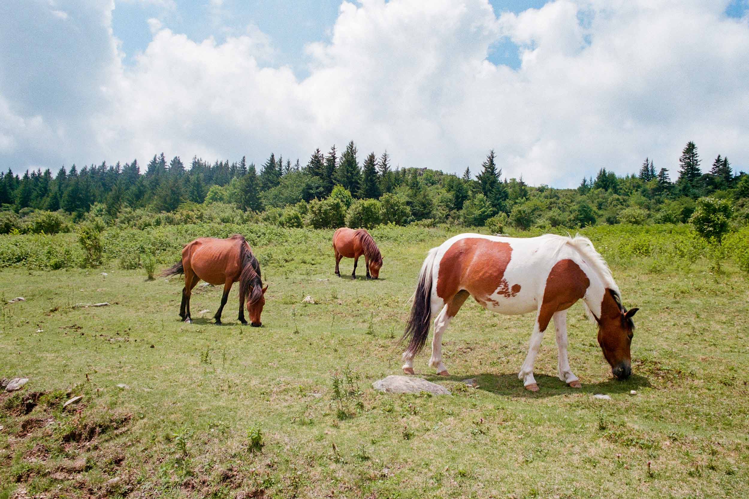 Highland Horses
