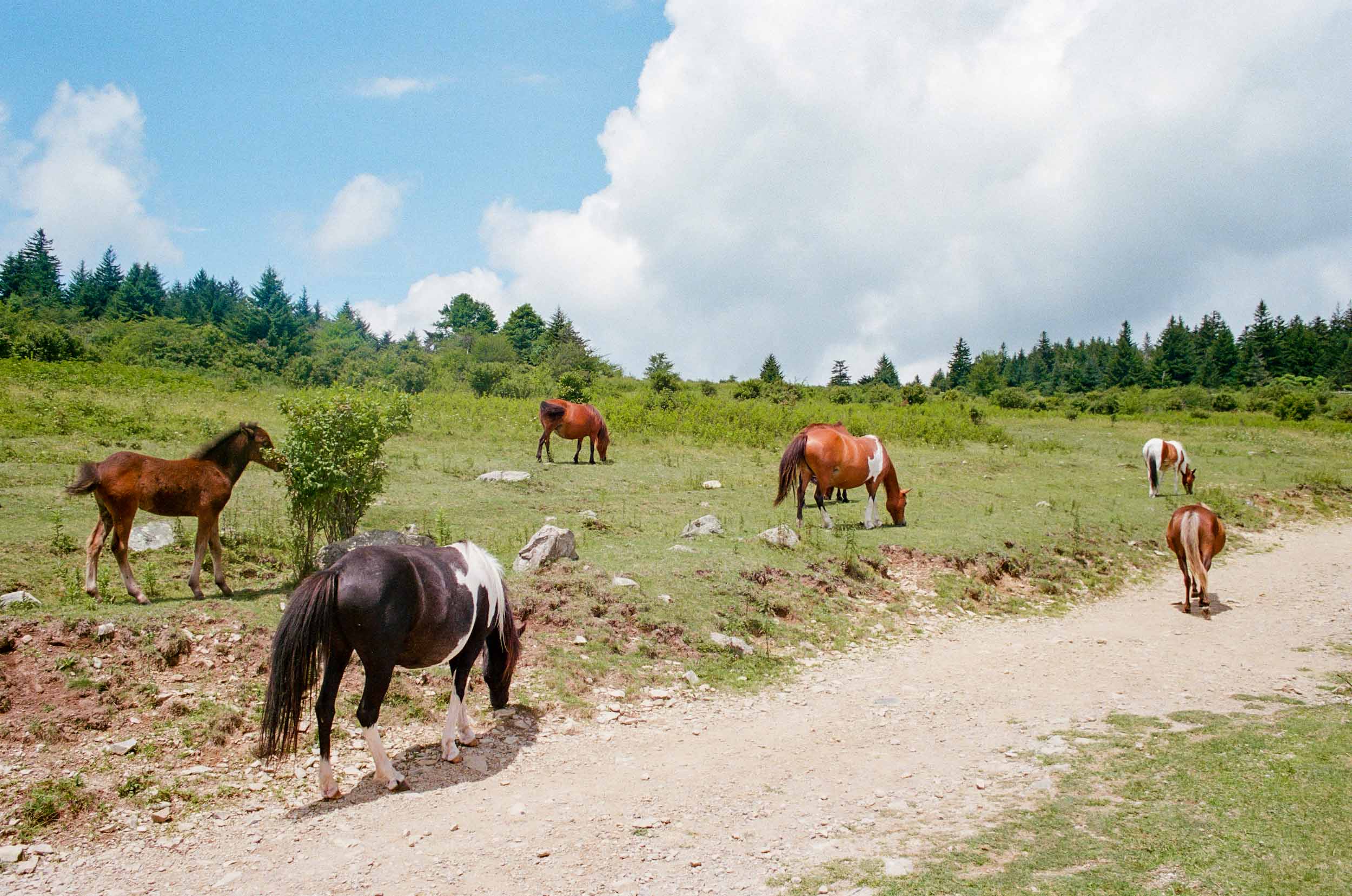 Highland Horses 5