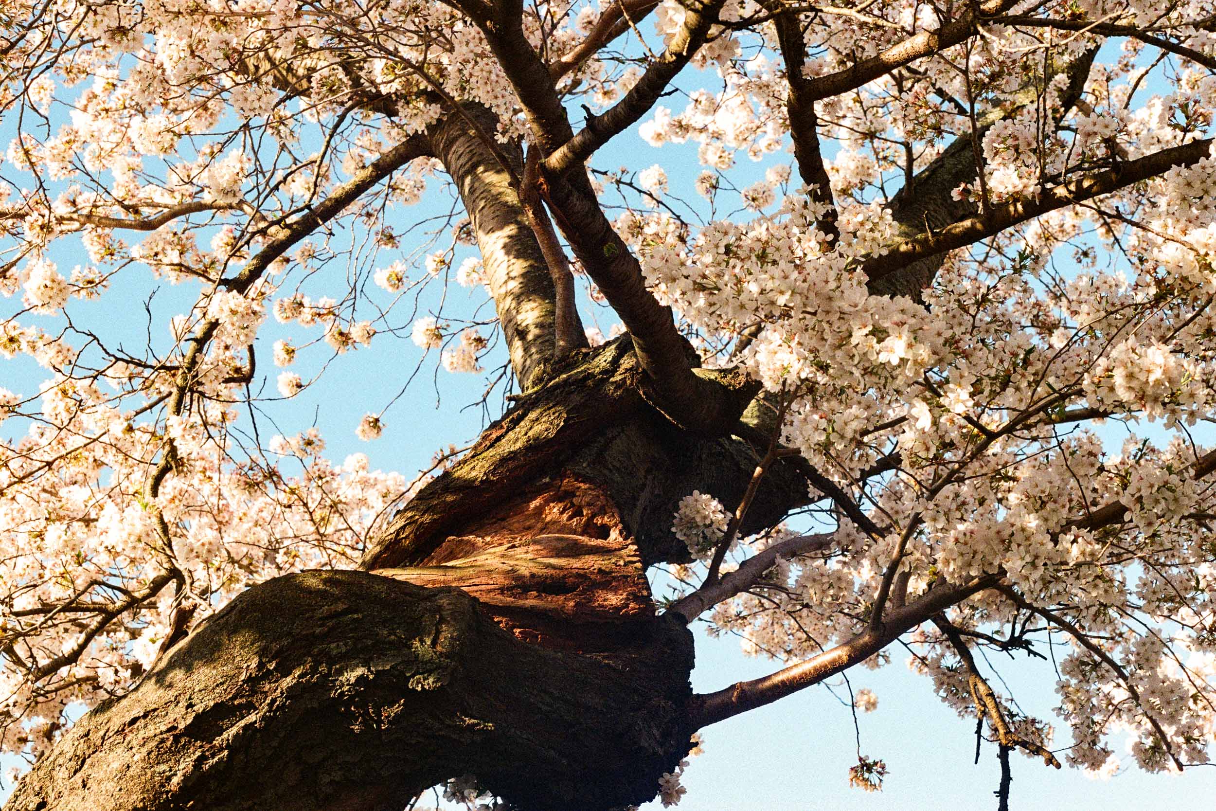 Looking Up
