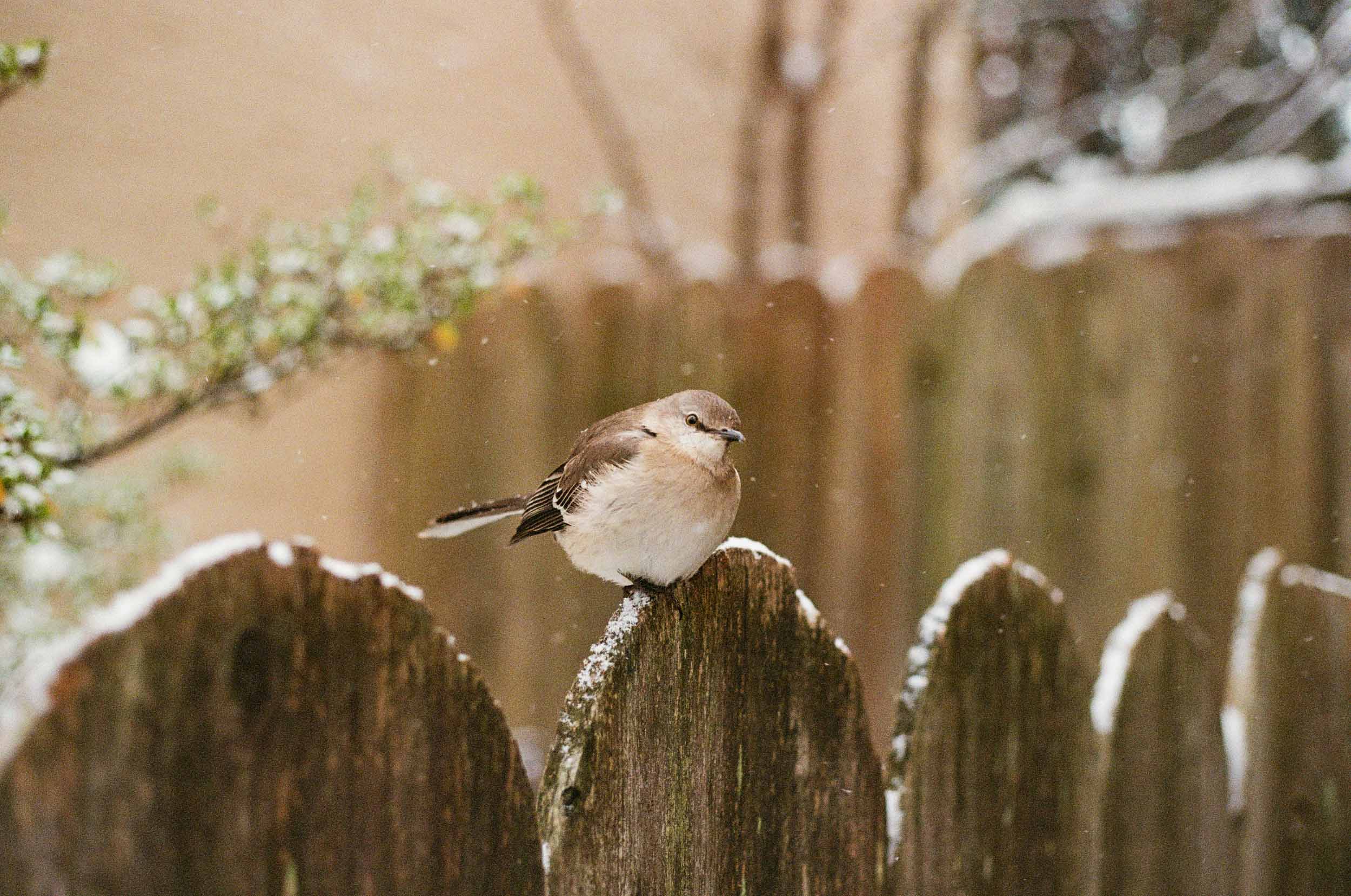 Sparrow