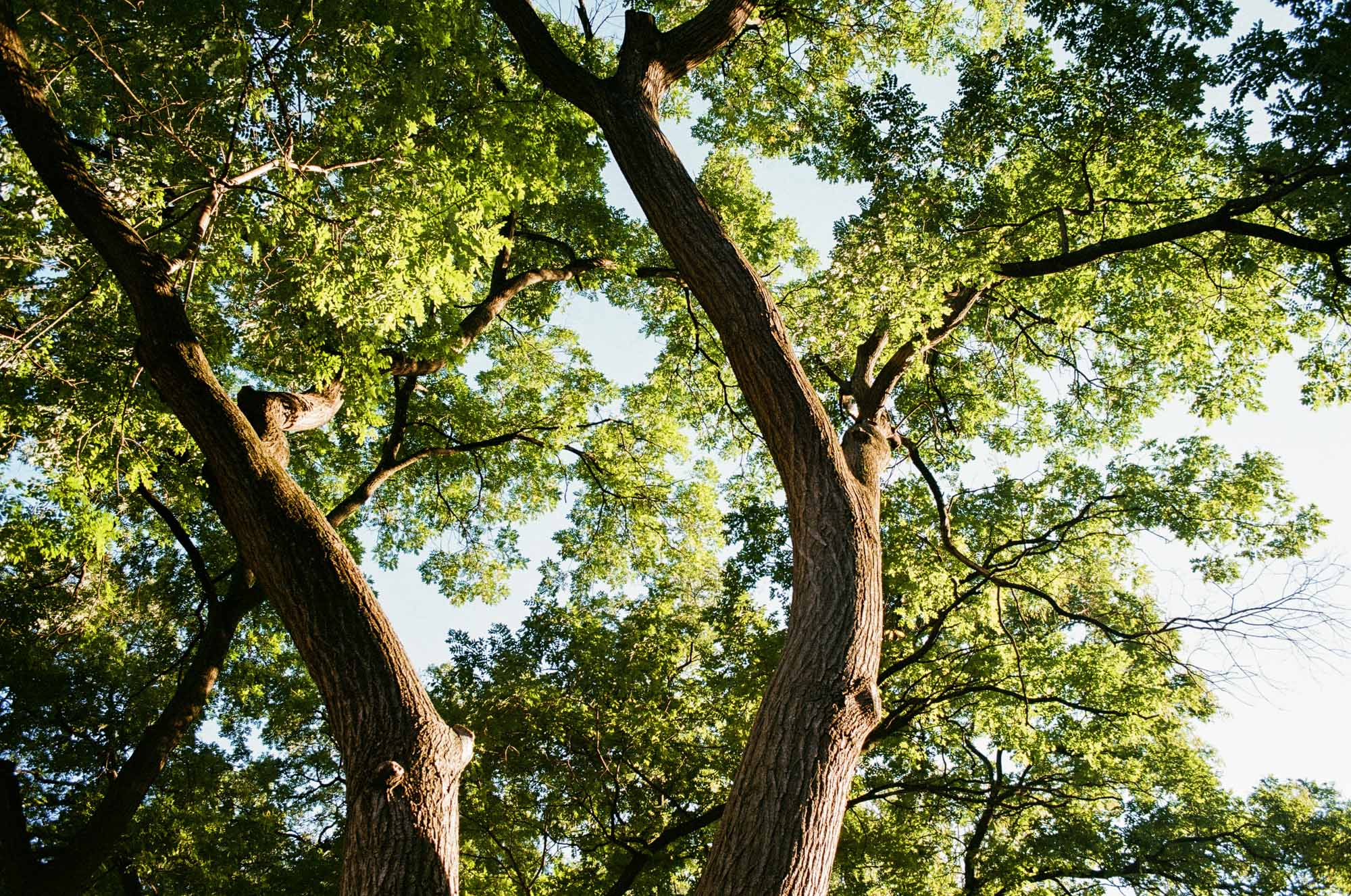 Twin Trunks