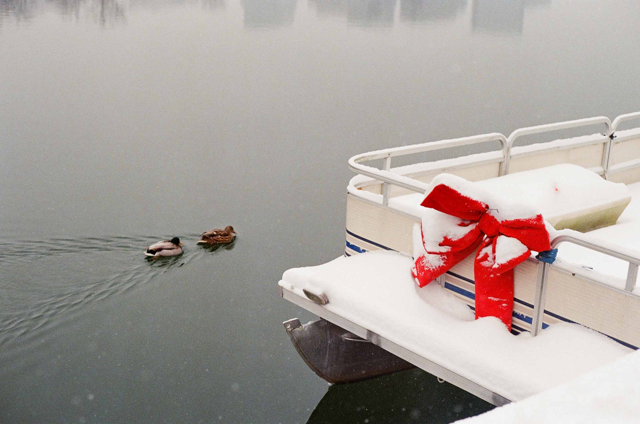 Winter Ducks